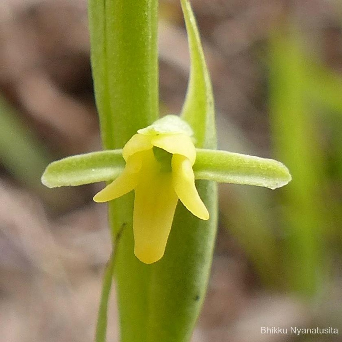 Peristylus spiralis A.Rich.